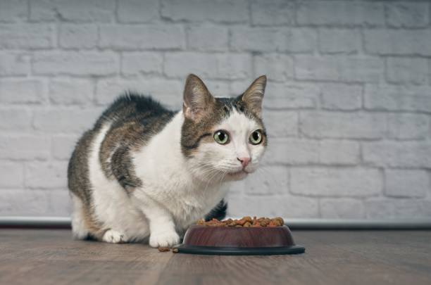 Croquettes pour chats