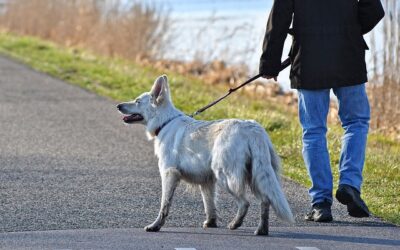 promener votre chien