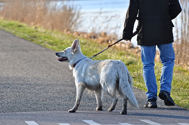 promener votre chien