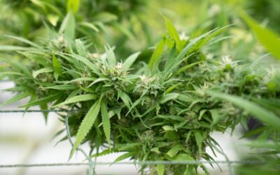 Weed side story